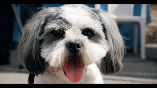 Fun Dog Show - Greenfield