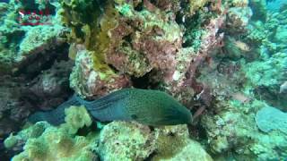 MORAY EEL