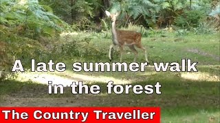 A late summer walk in the forest #leavenotrace #thenewforest