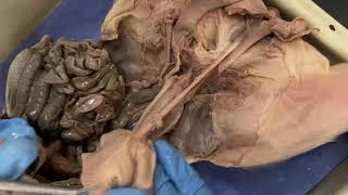 Fetal Pig Male Reproductive And Urinary Structures