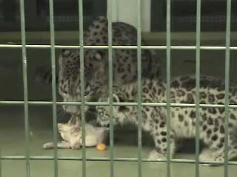 09年7月23日 鶏肉を食べるユキヒョウ（円山動物園）