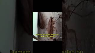 Hamam Böcekleri Neden Bu Kadar Dayanıklıdır? Dinozorları Bile Atlattılar