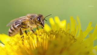 Bees Can Do Math According to Humans That Do Science
