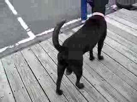 Bilara-Dog-Pics Bilara Dog Pics http://www.oonly.com/download/bilara-and-dog-video-1 ...