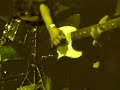 Mento Buru Live!