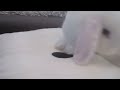 Cute Funny Baby Bunny Rabbit!