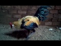 ga Peru
