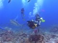 Buceo Con Tiburones En Honduras Parte 2