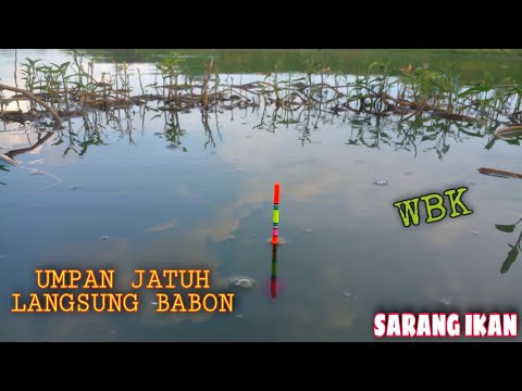Ikan Makan Cepat❗Umpan Baru Jatuh Langsung Di Makan Nila Babon || Mancing Nyobok Terbaru