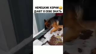 Немецкие Корни Дают О Себе Знать #Немецкаяовчарка #Овчарка #Собака #Dog