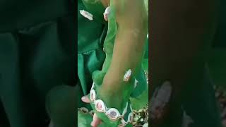 Little Girl Green And White Dress 2023