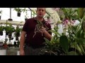 Orchid care : How to Avoid Orchid Root and Crown Rot in Phalaenopsis orchid