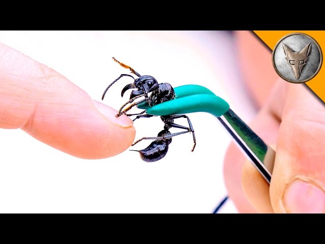 Getting Stung By The Most Painful Insect Sting In The World - Video