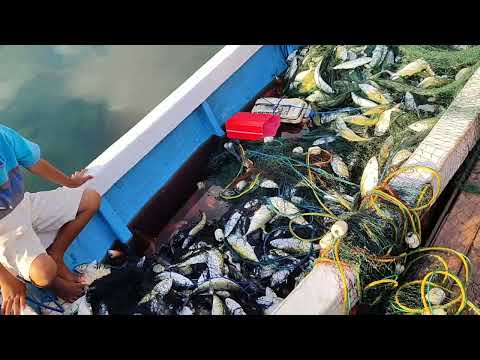 Tengah Malam Sampai Pagi Hari !! Kewalahan Melepaskan Ikan Kembung Sebanyak Ini