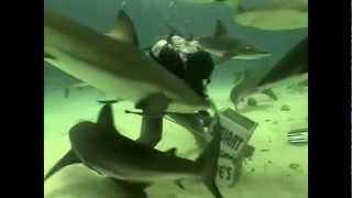 2005_Shark Arena Nassau Bahamas