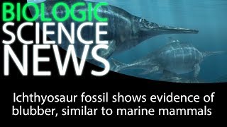 Science News - Ichthyosaur fossil shows evidence of blubber, similar to marine mammals