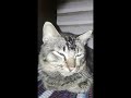 Cute is not enough- Funny cats