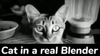 cat in a blender real video 😭😱
