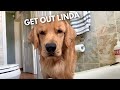 My Dog Tries to Get In the Tub With Me
