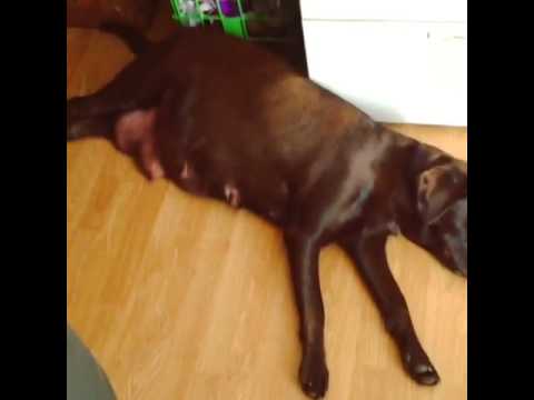 pregnant chocolate lab coco youtube pregnant chocolate lab coco youtube
