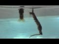 Toxorhynchites rutilus: Mosquitoes Controlling Mosquitoes Toxorhynchites rutilus: Mosquitoes Controlling Mosquitoes