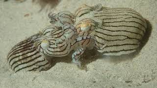Striped Pajama Squid - Mating