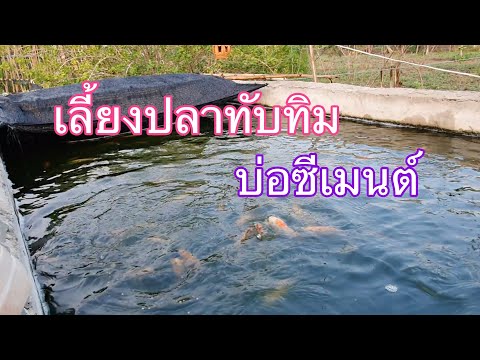 การเลี้ยงปลาทับทิม และ หอยขม ในบ่อซีเมนต์