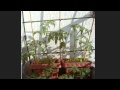 Growing cherry tomato SuperSweet100 and Balcony Yellow on the balcony (time-lapse)