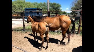 RANCHOLAROSA. POTRANCA BAYA RAYA DE MULA 2018 DE MATTDILLON DUNITNICE#CUARTOSDEMILLA
