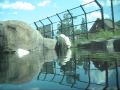 Como Zoo Polar Bear Odyssey - Buzz & Neil