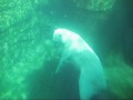 Como Zoo Polar Bear Odyssey - Buzz & Neil
