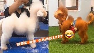 Try Not To Laugh Dec 2018 | Funny Pet Compilation | Funny Animals Videos