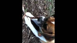 Dog Eats Stick