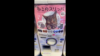 Japanese Cat Slippers