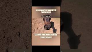 Horse Help Curiosity Replacing Fear & Distrust
