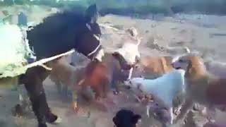 Domuz Avlayan Eşşek