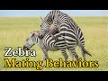 Surprising Facts About Zebras Mating Behaviors | Zebras Real Mating Footages