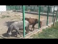 Horse Mating New Video ll Rare Wild Activity ll Horse Breeding video