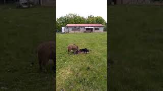Jagd Terrier À 3 Mois Et Demi Sur Sanglier