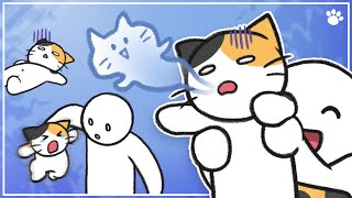 How To Pick Up Your Cat Properly Bemypets Tips