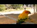 Canberra Walk In Bird Aviary (Aust)