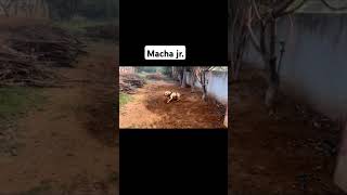 Macha Jr.