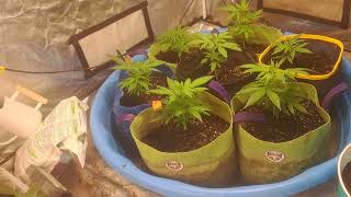 Skunk An Sour Diesel X Purest Indica