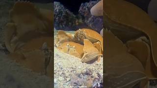 The Way These Crabs Carry Their Mates Around Is Crazy.