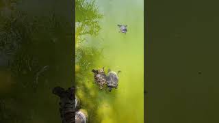 Un Posto Meraviglioso Con Tante Tartarughe