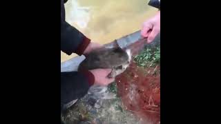 Funny And Cute Animals Video