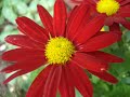 La Primavera Trompetera Video preview