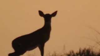 Watch Bambi Shadow video