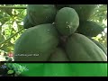 image Tanaman Obat Herbal Tradisional Manfaat Daun Buah Dan Akar Pepaya Untuk Pengobatan Alternatif