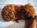 พุดเดิ้ล ลูฟี่2
